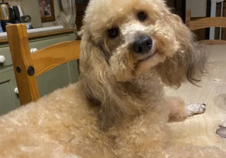 Stud