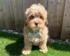 Cavapoo