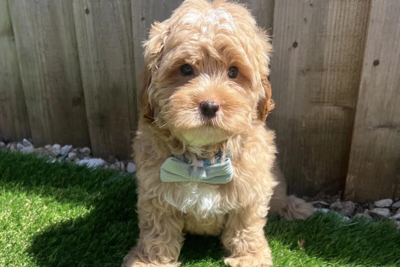 Cavapoo