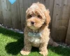 Cavapoo
