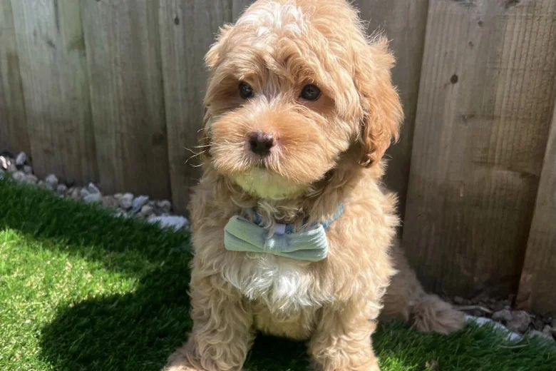 Cavapoo