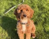 Cavapoo