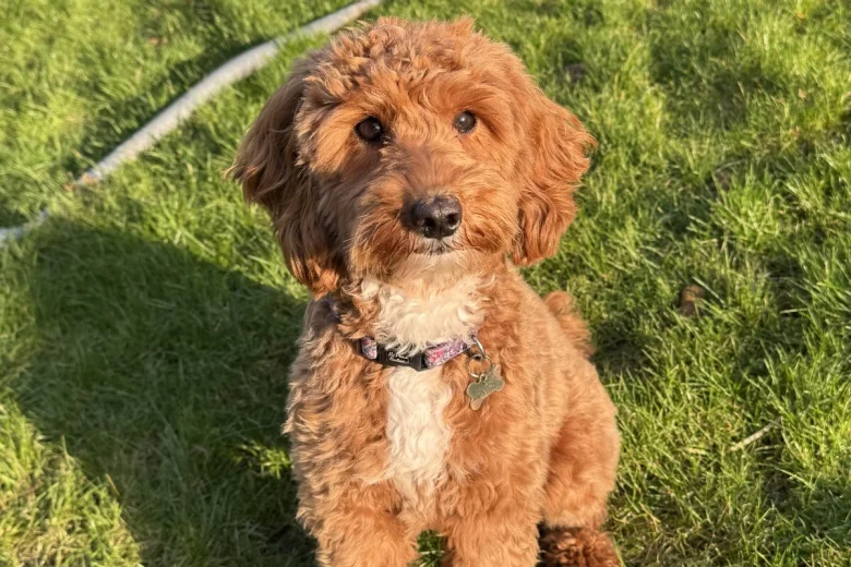 Cavapoo