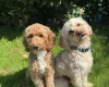 Cavapoo
