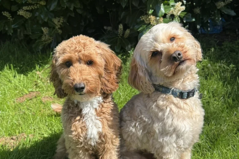 Cavapoo