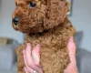Cavapoo