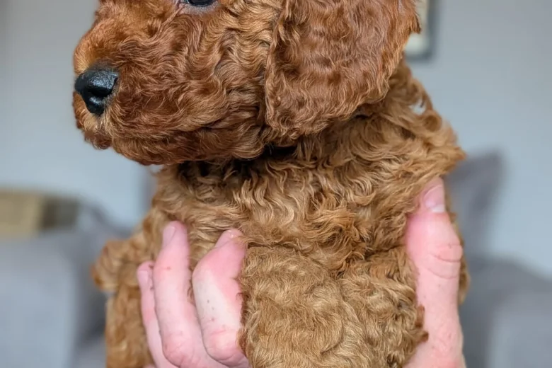 Cavapoo
