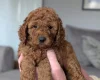 Cavapoo