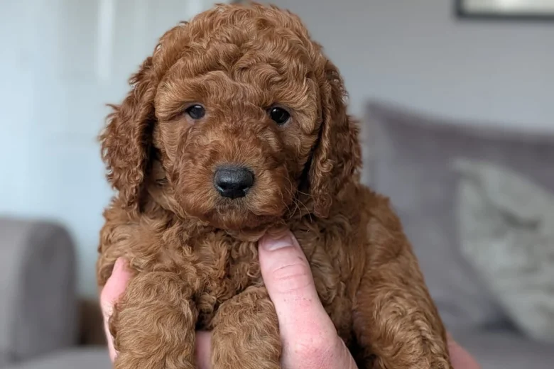 Cavapoo