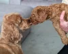 Cavapoo