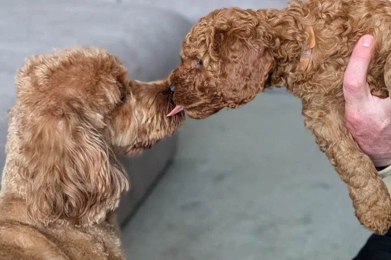 Cavapoo