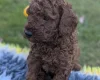 Cavapoo
