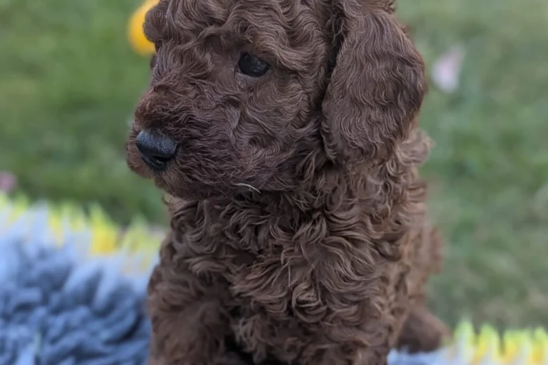 Cavapoo
