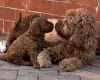 Cavapoo