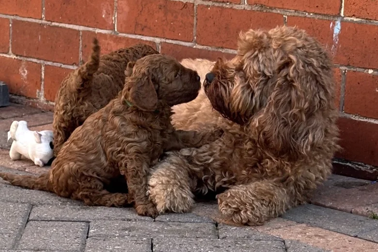 Cavapoo