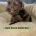 Cavapoo