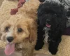 Cavapoo