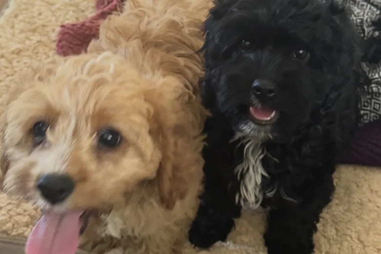 Cavapoo