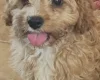 Cavapoo
