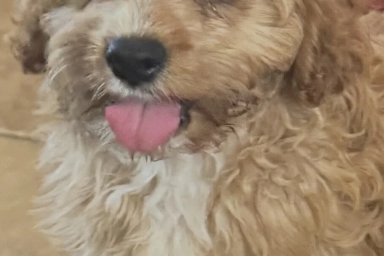 Cavapoo