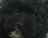 Cavapoo