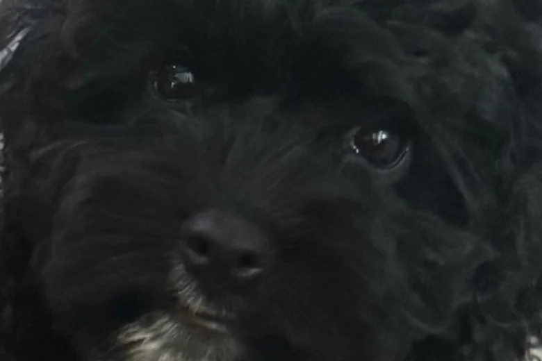 Cavapoo