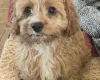Cavapoo