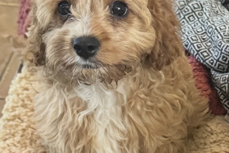 Cavapoo