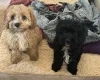 Cavapoo