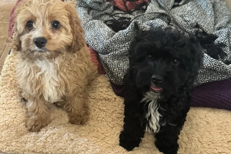 Cavapoo