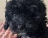 Cavapoo
