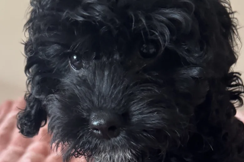 Cavapoo