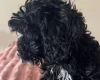 Cavapoo
