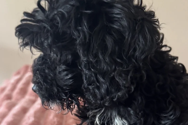 Cavapoo