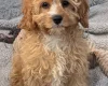 Cavapoo