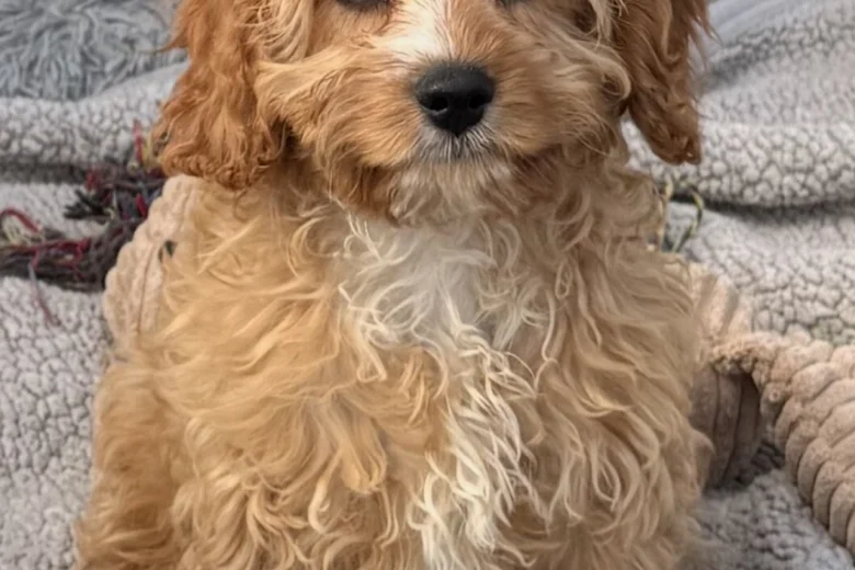 Cavapoo