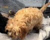 Cavapoo