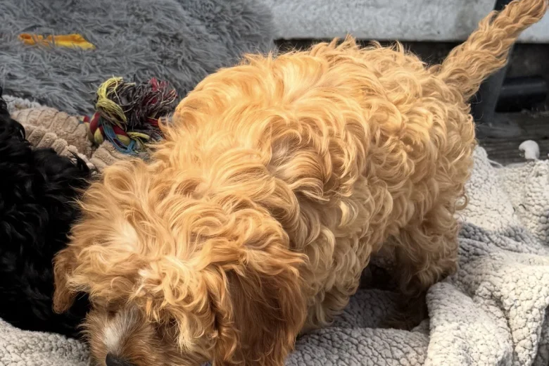 Cavapoo