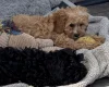 Cavapoo
