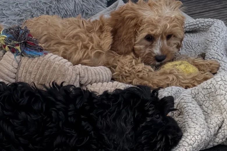 Cavapoo