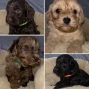 Cavapoo