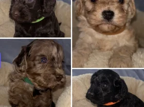 Cavapoo