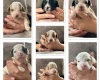 Cavapoo