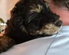 Cavapoo