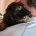 Cavapoo