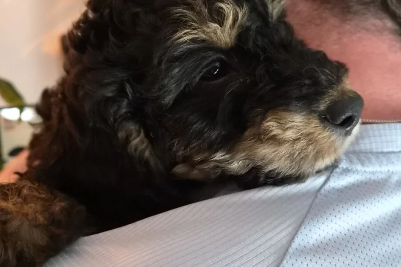 Cavapoo