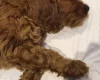 Cavapoo