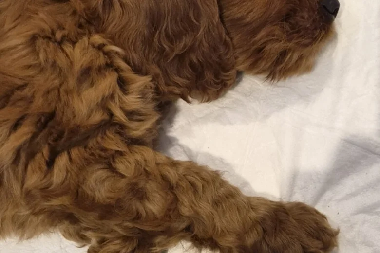 Cavapoo