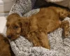 Cavapoo