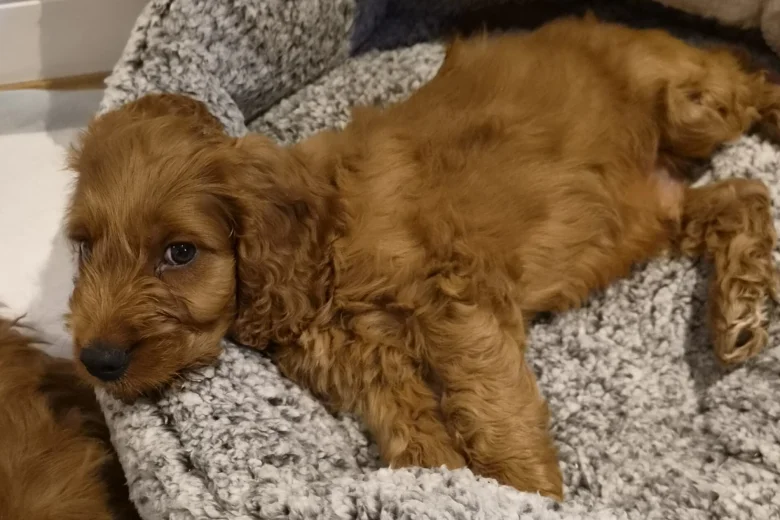 Cavapoo
